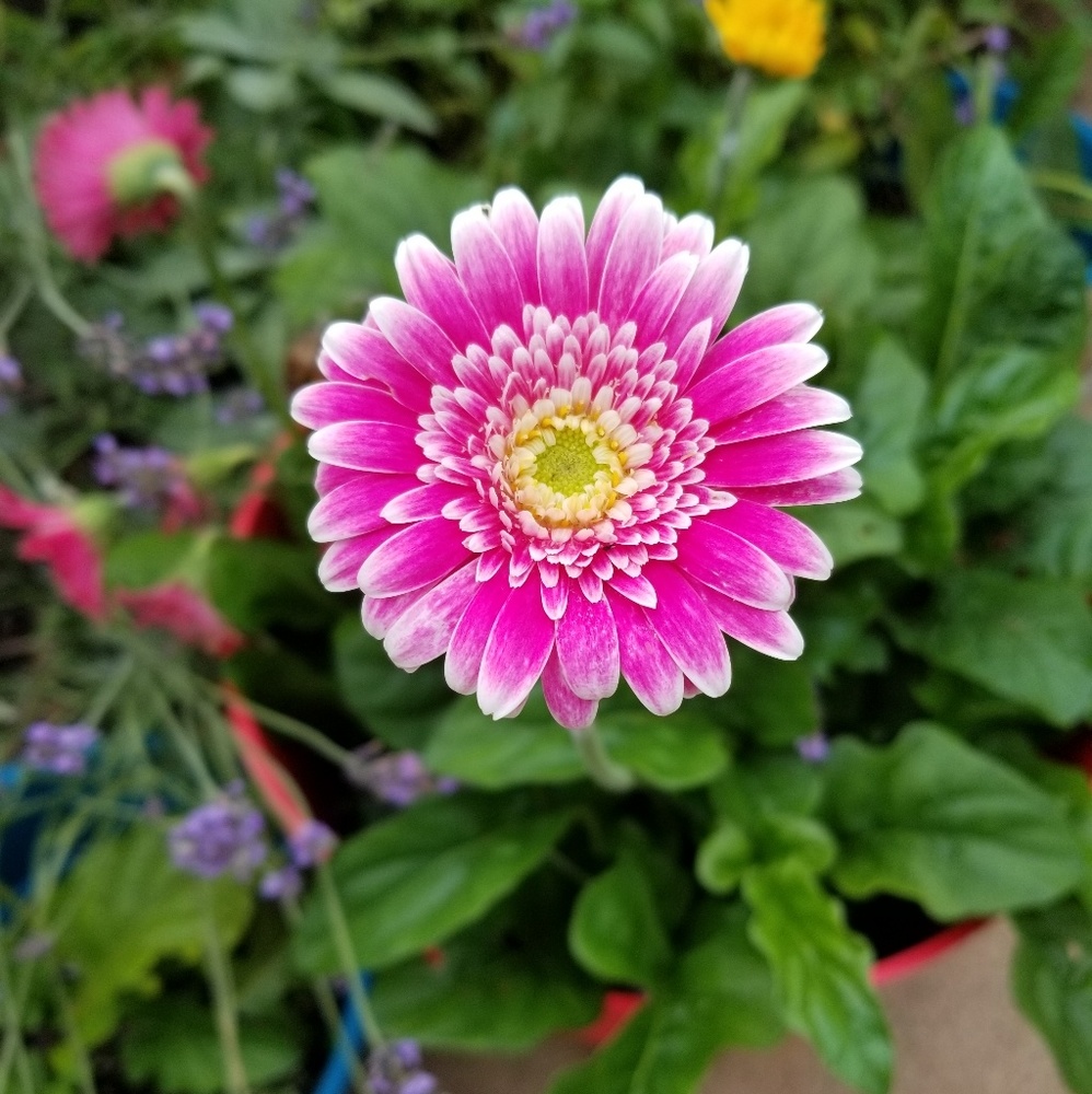 Meet your Posher, Debra